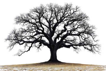A majestic, large black tree with intricate branching patterns, set against a white isolated background, evoking a sense of strength and tranquility.