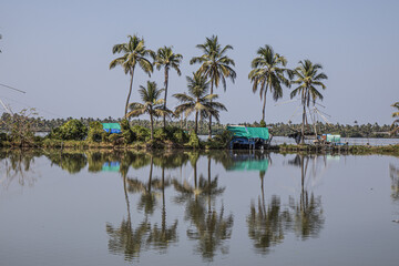 Obraz premium View of palm trees, 