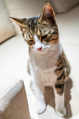 A close-up of a tabby cat with white fur, sitting on a beige sofa. The cat appears calm and contemplative, surrounded by a soft and cozy indoor atmosphere. The warm lighting enhances the details