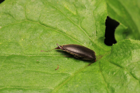 negastrius pulchellus anapsis insect macro	