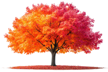 A vibrant tree with a stunning mix of orange and pink foliage, showcasing the beauty of autumn, isolated against a white background.