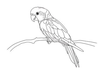 Fototapeta premium Elegant line drawing of a parrot perched on a branch.