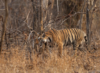 Fototapeta premium A tiger coming out from a jungle at Panna Tiger Reserve, Madhya pradesh, India