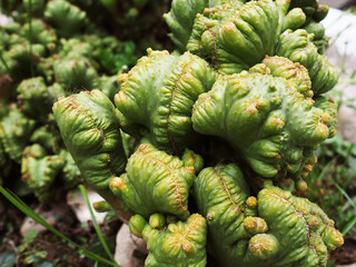 Fototapeta premium close up of a pine cones
