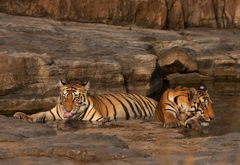 Closeup of  tiger cubs drinking water at Panna Tiger Reserve, Madhya pradesh, India