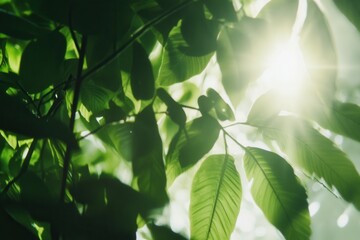 Obraz premium Sunlight filtering through lush green leaves in a forest environment.
