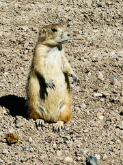 Prairie dog