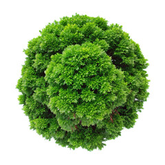 Fototapeta premium top view of a lush green tree isolated on transparent background