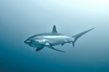 Obraz premium squalo volpe