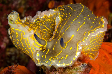 NUDIBRANCO © giorgiocavallaro