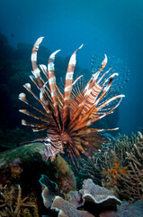 PESCE SCORPIONE LIONFISH