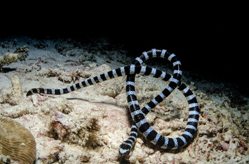 SERPENTE MARINO SEA SNAKE