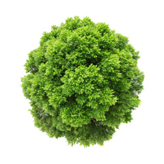 Fototapeta premium top view of a lush green tree isolated on transparent background