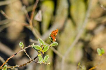 A butterfly perched on a branch, showcasing its vibrant orange and brown wings with black spots....