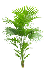 Obraz premium palm tree isolated on white, fresh tropical greenery plant with fresh leaves, white transparent background, cutout png