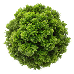 Obraz premium top view of a lush green tree isolated on transparent background