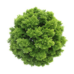 Obraz premium top view of a lush green tree isolated on transparent background