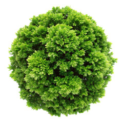 Fototapeta premium top view of a lush green tree isolated on transparent background
