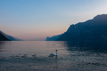 Beautiful sunset scene of swan family swimming in calm lake Garda in Nago-Torbole, Trentino, Italy. Parent swan leads the way. Steep rugged mountain cliffs of Garda Prealps. Summer travel destination