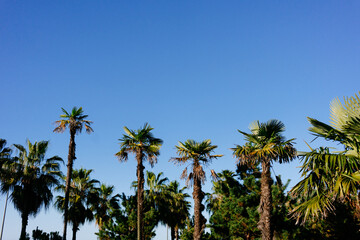 Obraz premium Green tall palm trees against blue sky. Background. High quality photo
