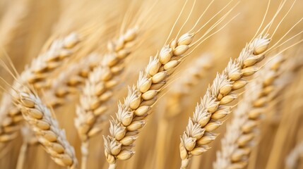 Close-up of golden wheat ears swaying gently in the sunlight, showcasing the detailed textures and grains of a thriving agricultural field during harvest season.