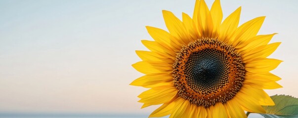Obraz premium Bright and vibrant sunflower blossom illuminated by soft sunlight against a serene sky, representing nature's beauty, growth, and positivity in summer or spring season.