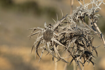 Dried picnomon acarna plant in Malta.