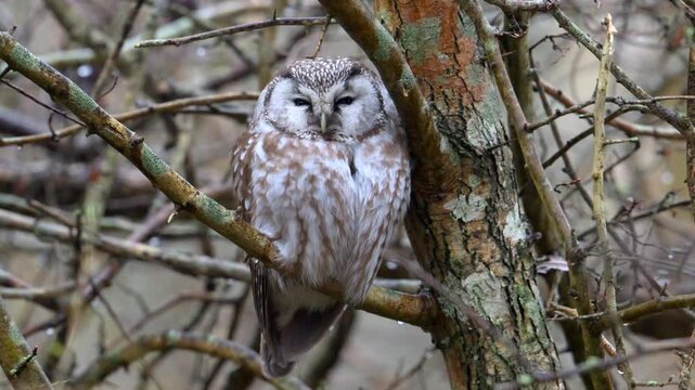 Boreal owl (Aegolius funereus) in its natural environment