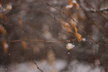 Close-up of brown autumn leaves on bare branches, serene snowfall, winter nature background