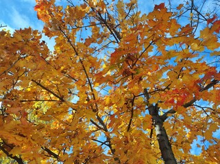 Yellow and red Oak Autumn tree leaves against blue sky