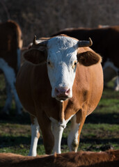 Front view of mature cow standing in pasture with confused look making eye contact, she has big belly could be pregnant, sunlit from right side