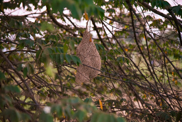 Fototapeta premium bird nest environment wildlife nature