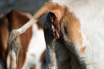 Cow urinate in pasture with raised tail close up, external urethral orifice while urinating closeup, urine exits body