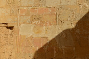 Hatshepsut, Luxor, Egypt, Africa, The sun cow RA carved on the temple walls.