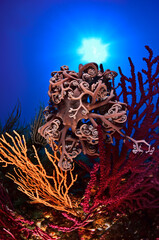 corallo e stella gorgone © giorgiocavallaro