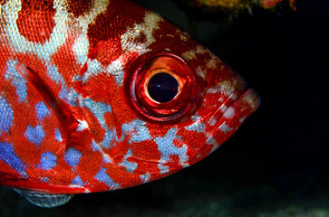 pesce rosso