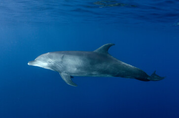 Obraz premium delfino