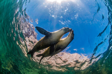 foche, foche in amore