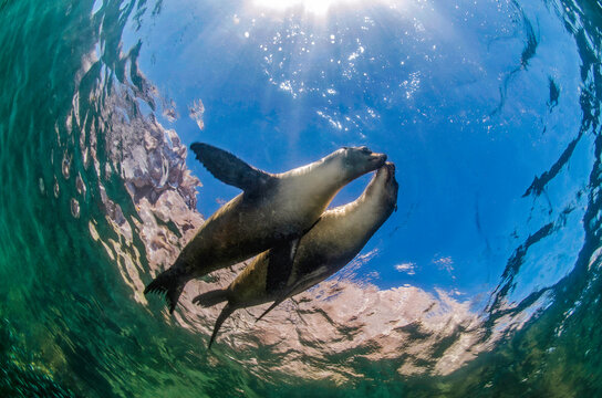 foche, foche in amore