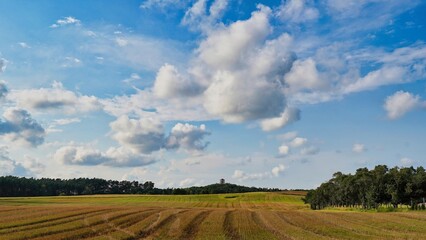 Obraz premium road through a field in the sun full of flowers around clouds in the sky