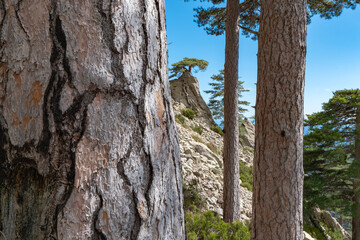 Detailansicht von Schwarzkiefern in Felslandschaft, Korsika