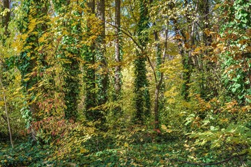 Obraz premium A forest with yellowing leaves, with a fairytale atmosphere