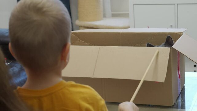 Child playing with domestic cat. Adult gray cat sitting in cardboard box and playing with little boy.