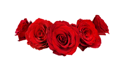 Velvet red rose flowers in a floral wreath isolated on white or transparent background