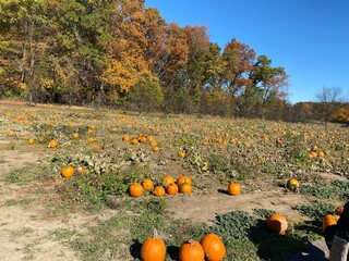pumpkin patch in the fall
