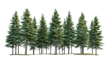A beautiful row of tall, green coniferous trees in a serene natural setting.