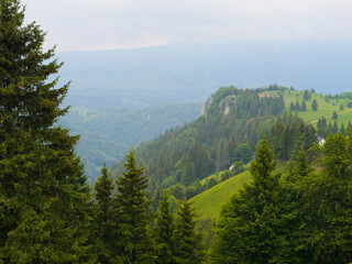 Fototapeta premium Fir forest and rocks in the mountains. Panorama of beautiful countryside of Romania.