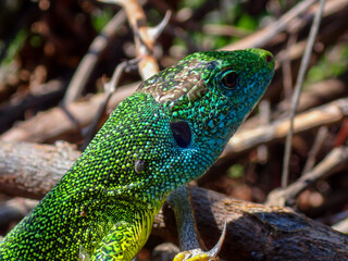 Male European green lizard (Lacerta viridis) in breeding colors. Close-up of vibrant blue and green...