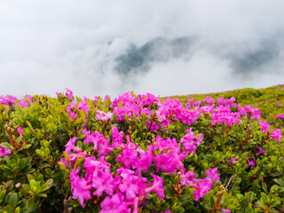 Obraz premium Magic pink rhododendron flowers on summer mountain in Romania.