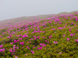 Fototapeta premium Beautiful landscape with rhododendron flowers in Romania montain.